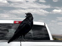 Tailgating Raven