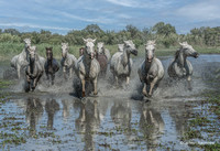 Camargue Horses, France