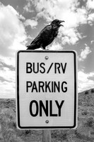 No Raven Parking