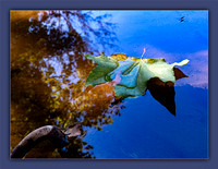 Leaf in a Creek
