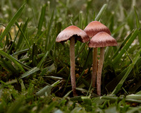The Elegance of Fungi