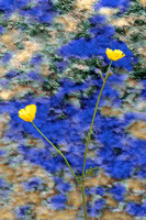 Yellow Flower on Blue