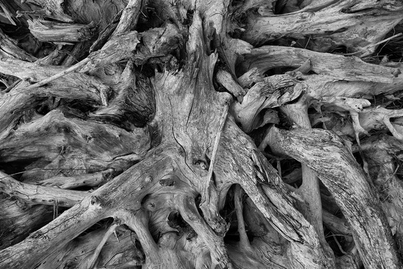 River Tree Root