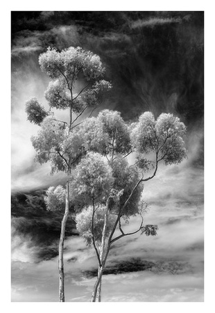 Jack Quintero - “Gum Tree Ballet”