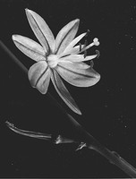 Delicate