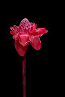 Tony Loeffler - “Red Torch Flower”