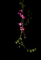 Rose Ramirez - “California Pea”
