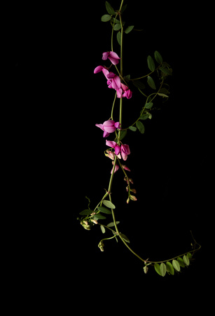 Rose Ramirez - “California Pea”