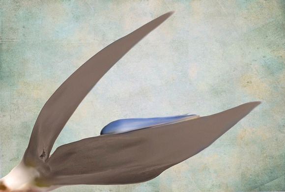 Nicole Toesca - “Bird of Paradise”