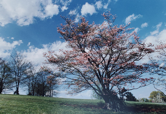 Sing Baker - “Springtome at Monticello”