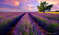 Lavender Fields Forever