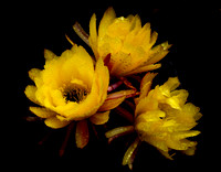 Michael Van Zandt - “Cactus Flowers in the Rain”