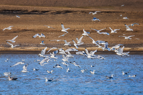 Flight of the Kittiwakes