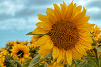 Janet Fry - “Sunflower”