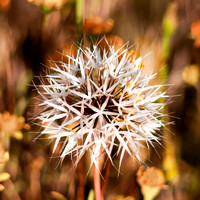 Tim Shuttleworth - “Desert Bloom”