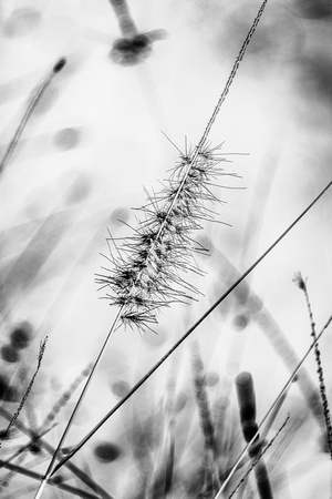 Melinda Finn - “Pampas Grass Inverted”