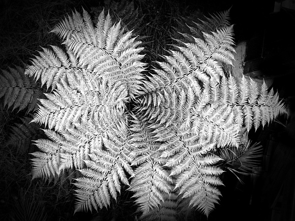 Fern