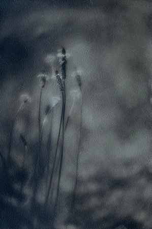 Rose Ramirez - “Plantain- Photogravure”