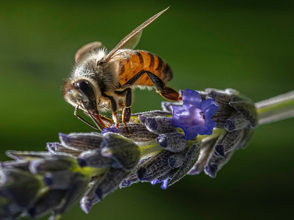 Jim Dease - “Pollinator”