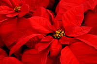 Poinsettia